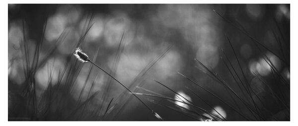 Obraz - Lúčna tráva (120x50 cm)
