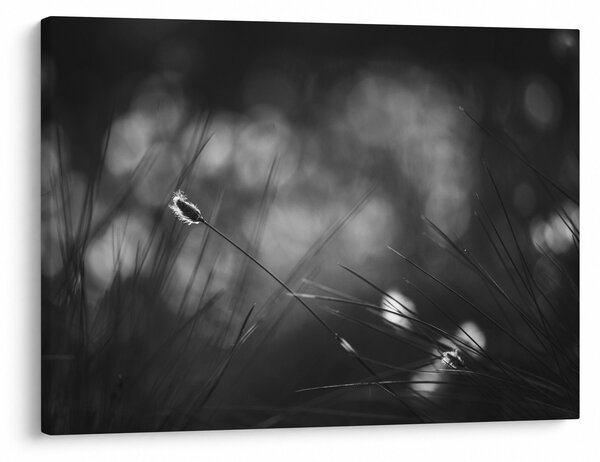 Obraz - Lúčna tráva (70x50 cm)