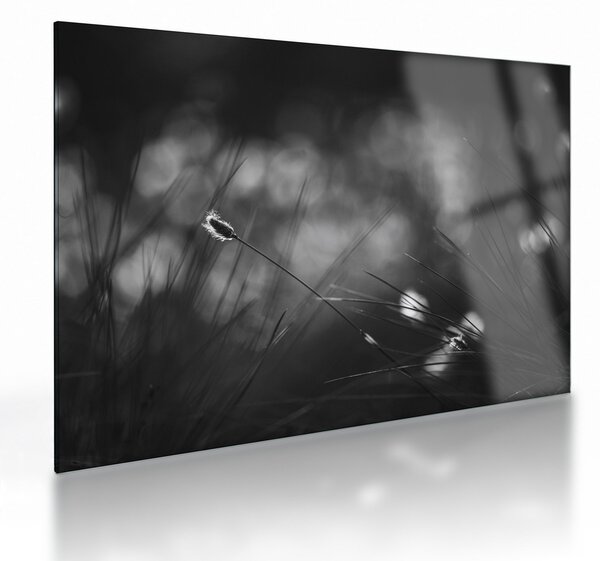 Sklenený obraz - Lúčna tráva (70x50 cm)