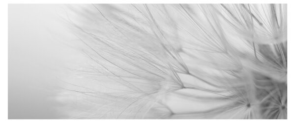 Obraz - Púpava (120x50 cm)
