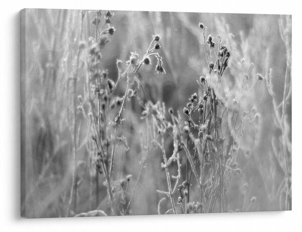 Obraz - Divoká lúka (70x50 cm)