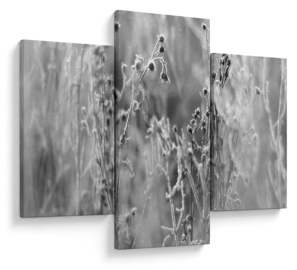 Obraz - Divoká lúka (90x60 cm)