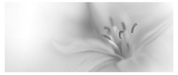 Obraz - Jemná ľalia (120x50 cm)