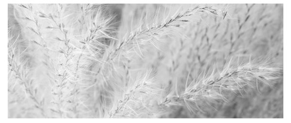 Obraz - Pampas grass N⁰1 (120x50 cm)