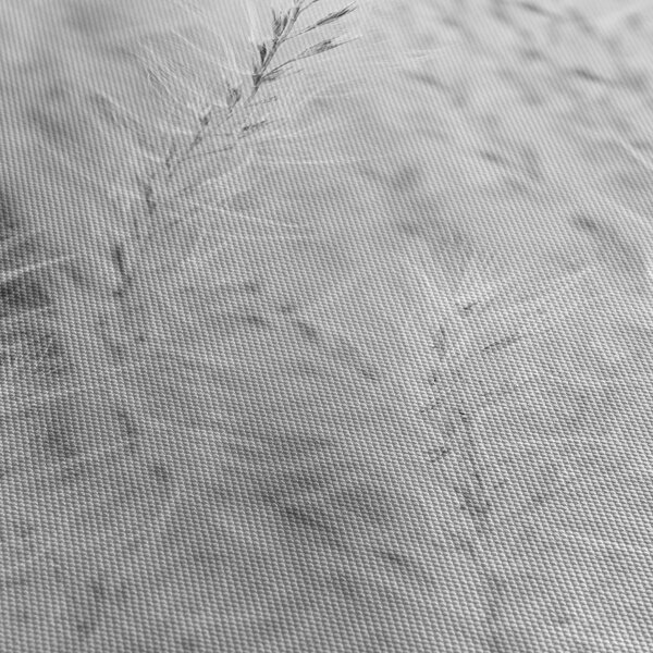 Obraz - Pampas grass N⁰1 (150x105 cm)
