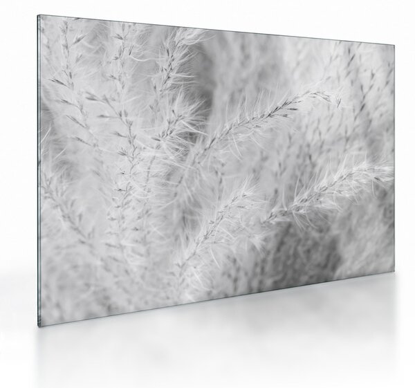 Sklenený obraz - Pampas grass N⁰1 (70x50 cm)