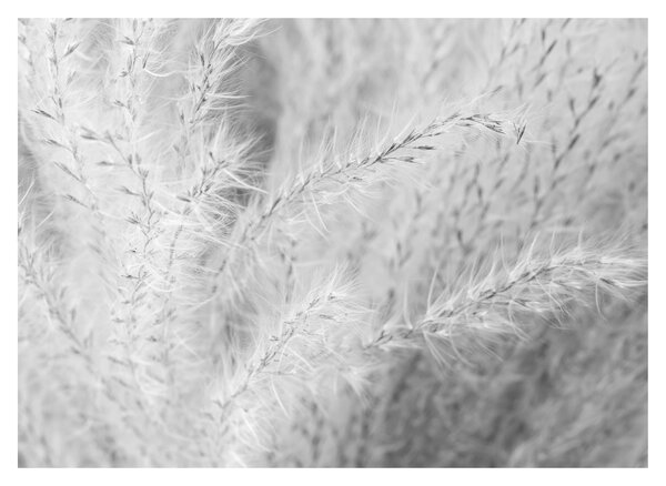 Sklenený obraz - Pampas grass N⁰1 (70x50 cm)