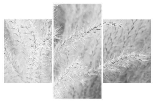 Obraz - Pampas grass N⁰1 (90x60 cm)