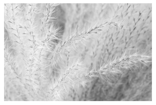 Obraz - Pampas grass N⁰1 (90x60 cm)