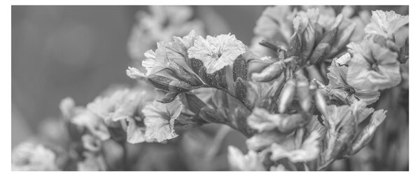 Obraz - Sušené kvety (120x50 cm)