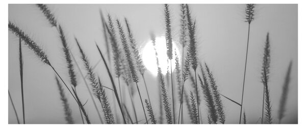 Obraz - Lúka pri západe slnka (120x50 cm)