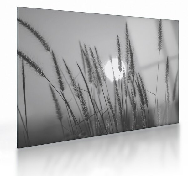 Sklenený obraz - Lúka pri západe slnka (70x50 cm)