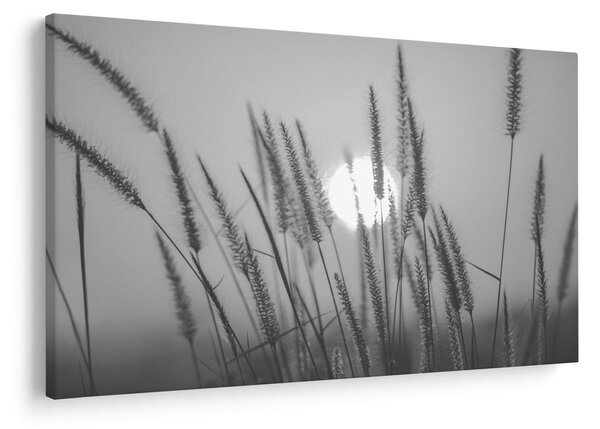 Obraz - Lúka pri západe slnka (90x60 cm)