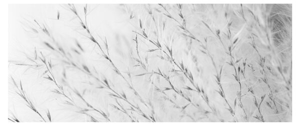 Obraz - Pampas grass N⁰2 (120x50 cm)