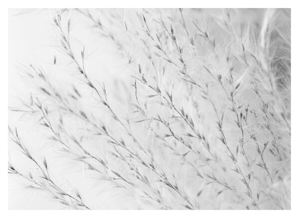 Sklenený obraz - Pampas grass N⁰2 (70x50 cm)