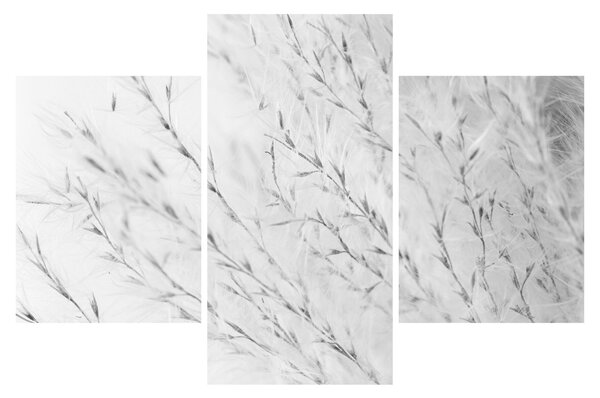 Obraz - Pampas grass N⁰2 (90x60 cm)