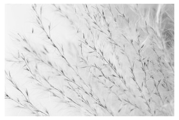 Obraz - Pampas grass N⁰2 (90x60 cm)