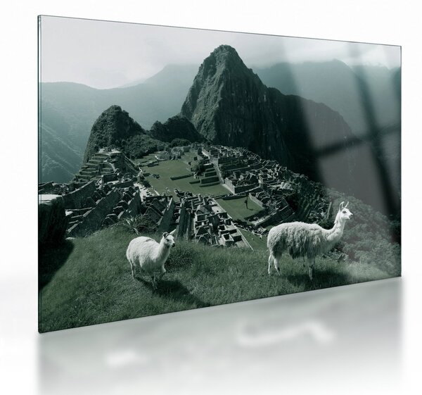 Sklenený obraz - Lamy na Machu Picchu v Peru (70x50 cm)