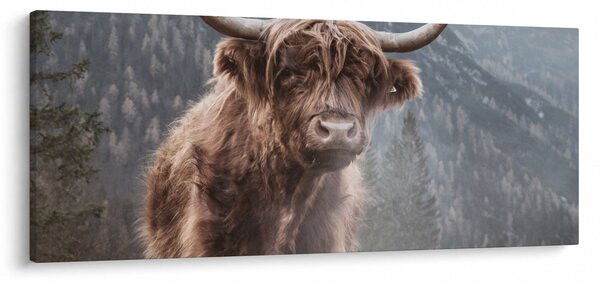 Obraz - Highlander krava (120x50 cm)