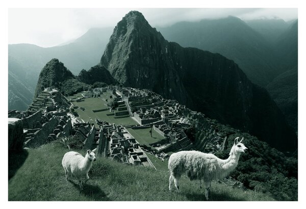 Obraz - Lamy na Machu Picchu v Peru (90x60 cm)