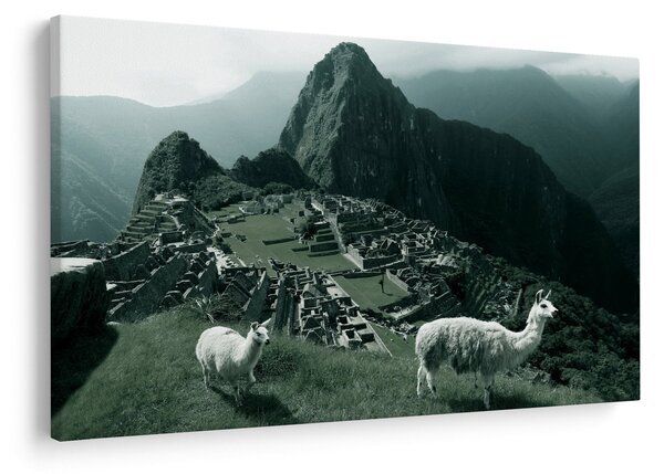 Obraz - Lamy na Machu Picchu v Peru (90x60 cm)