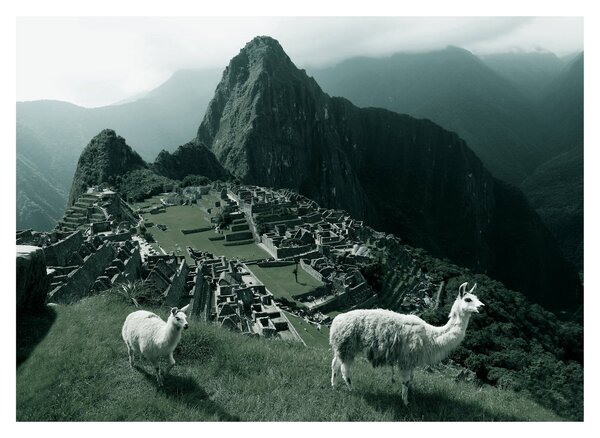 Sklenený obraz - Lamy na Machu Picchu v Peru (70x50 cm)