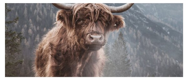 Obraz - Highlander krava (120x50 cm)