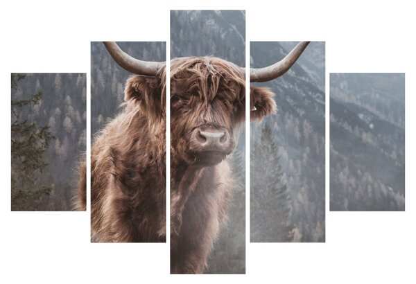 Obraz - Highlander krava (150x105 cm)