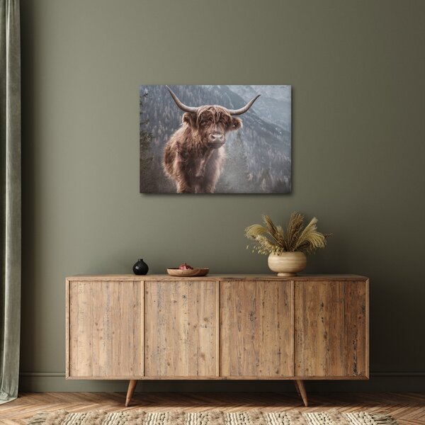 Obraz - Highlander krava (70x50 cm)