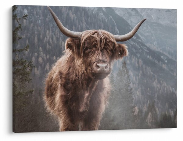 Obraz - Highlander krava (70x50 cm)