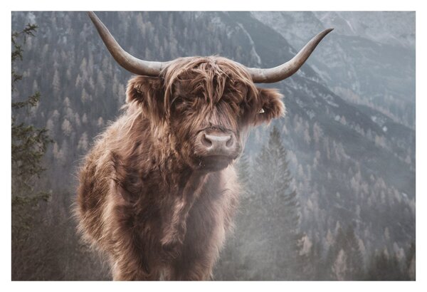 Obraz - Highlander krava (90x60 cm)