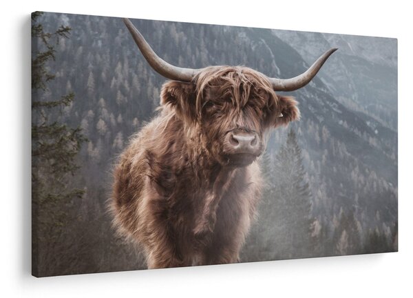 Obraz - Highlander krava (90x60 cm)
