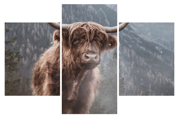 Obraz - Highlander krava (90x60 cm)