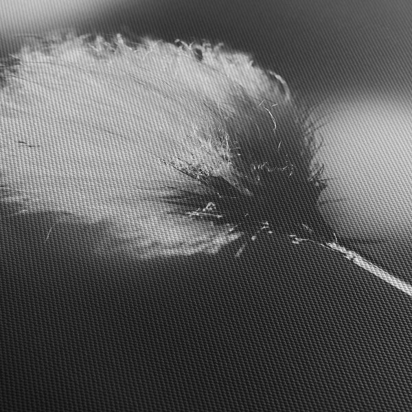 Obraz - Čiernobiely cottongrass (120x50 cm)