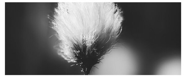 Obraz - Čiernobiely cottongrass (120x50 cm)
