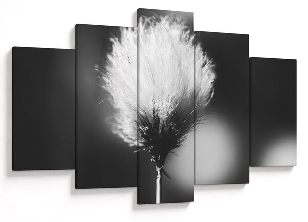 Obraz - Čiernobiely cottongrass (150x105 cm)