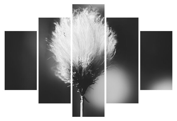 Obraz - Čiernobiely cottongrass (150x105 cm)