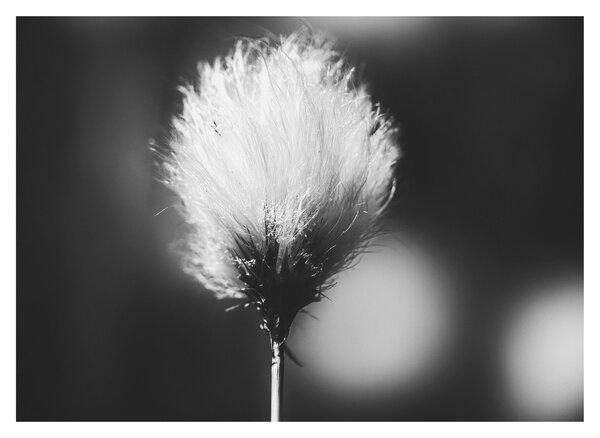 Obraz - Čiernobiely cottongrass (70x50 cm)