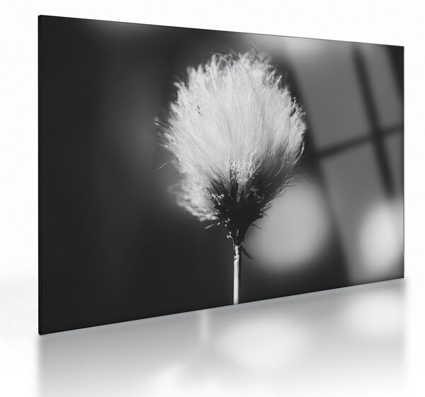 Sklenený obraz - Čiernobiely cottongrass (70x50 cm)
