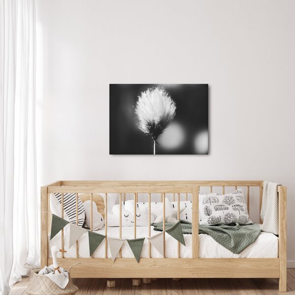 Obraz - Čiernobiely cottongrass (70x50 cm)
