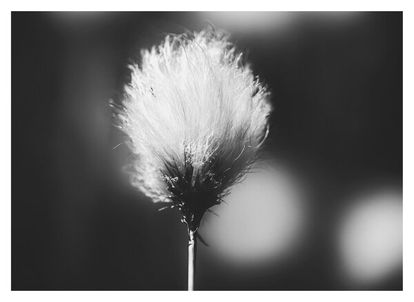 Sklenený obraz - Čiernobiely cottongrass (70x50 cm)