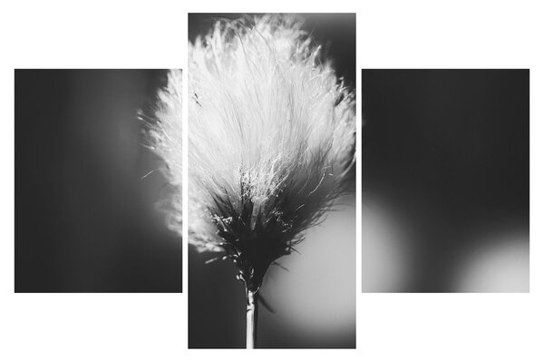 Obraz - Čiernobiely cottongrass (90x60 cm)