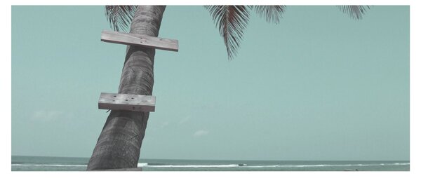 Obraz - Palma v Karibiku (120x50 cm)