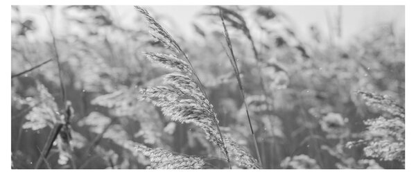 Obraz - Tráva vo vetre (120x50 cm)