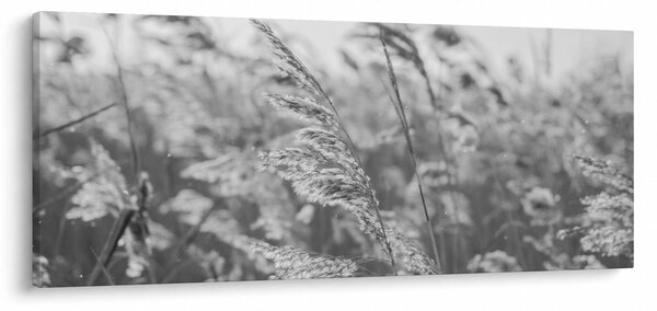 Obraz - Tráva vo vetre (120x50 cm)