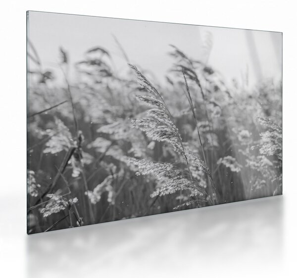Sklenený obraz - Tráva vo vetre (70x50 cm)