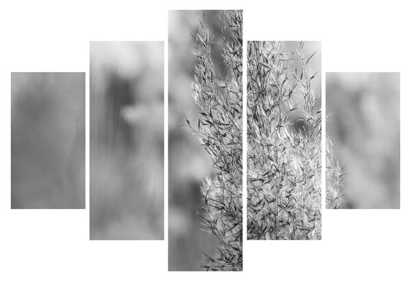 Obraz - Boho pampas grass (150x105 cm)