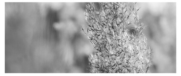 Obraz - Boho pampas grass (120x50 cm)