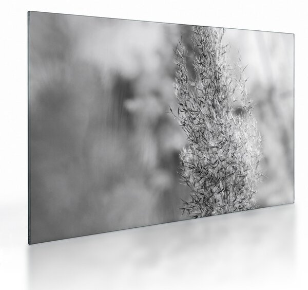 Sklenený obraz - Boho pampas grass (70x50 cm)