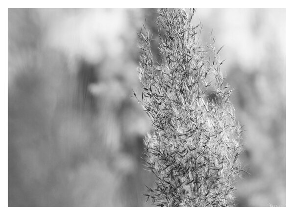 Sklenený obraz - Boho pampas grass (70x50 cm)